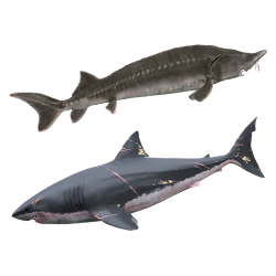 Рыболовный коллекционер