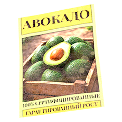 Семена авокадо