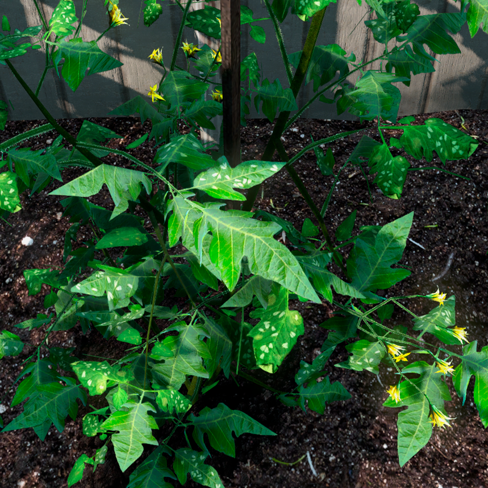 Вредители на растении 2