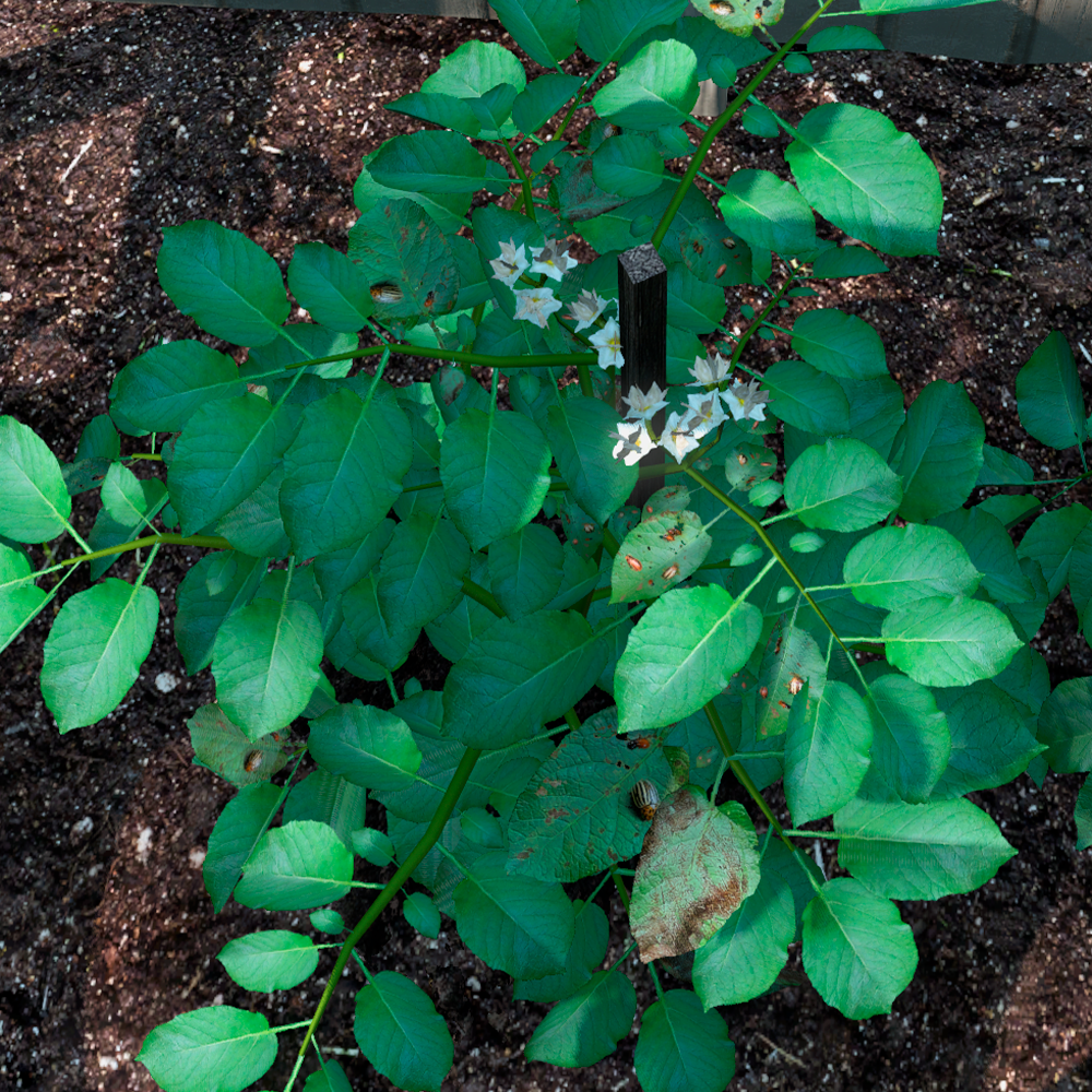 Вредители на растении 3