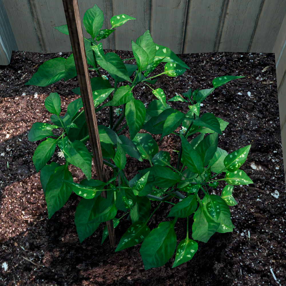 Вредители на растении 4